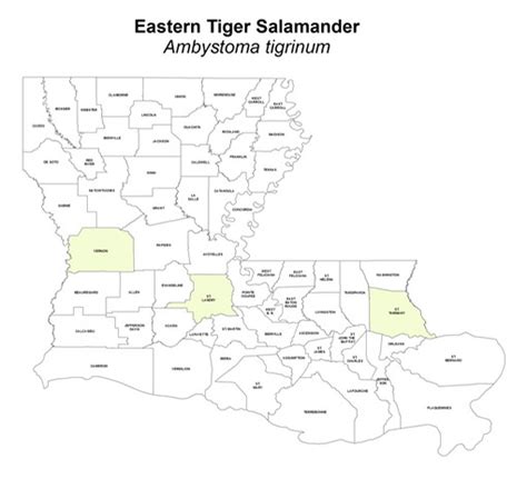 Eastern Tiger Salamander Ambystoma Tigrinum Brad Gloriosos
