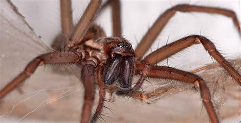 Blog Why Even Common House Spiders Can Bring Big Problems