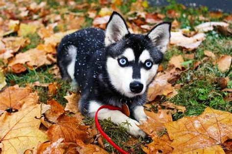 Top 10 Dog Breeds With Blue Eyes Petguide