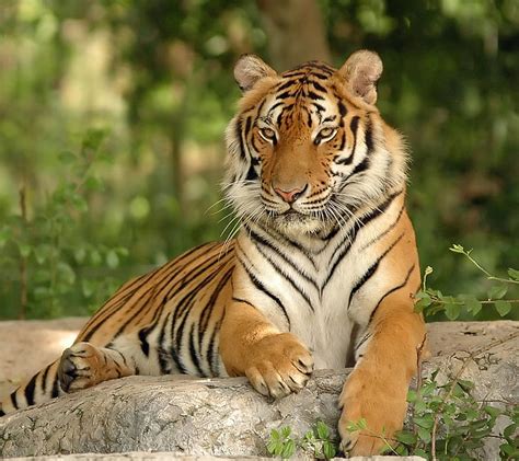 Tiger Animal Big Cat Wild Hd Wallpaper Peakpx