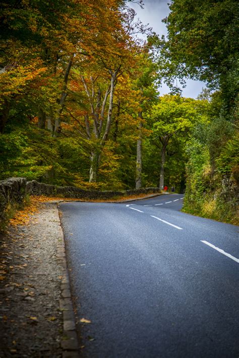 Autumn Forest Clean Road Free Stock Photo Public Domain Pictures