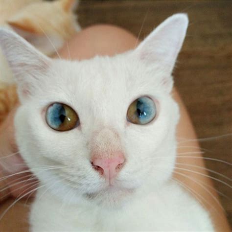 This cat’s eye colour will cast a spell on you