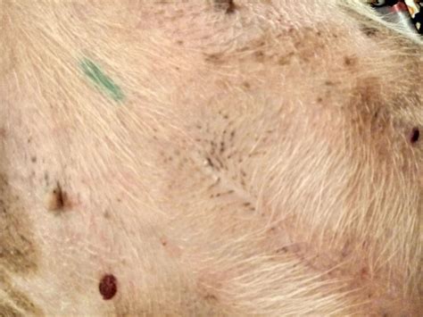 Dog Has Fields Of Strange Spiny Things That Resemble Blackheads On