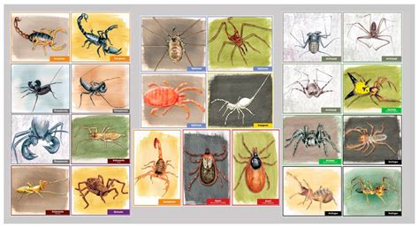 Insects Free Full Text Eight Legged Encounters—arachnids