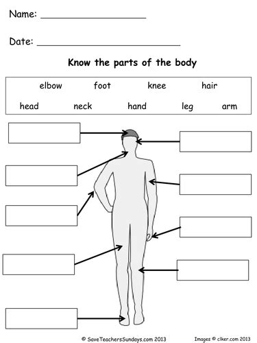 Parts Of The Body Lesson Plan And Worksheets Teaching Resources