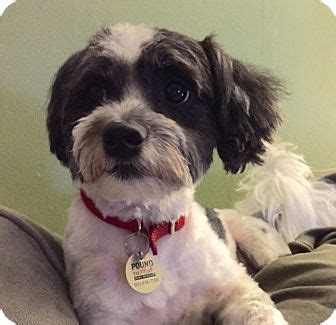 Our local pet adoption experts are your guides to successful companion adoptions. Portland, OR - Havanese Mix. Meet Ducky a Dog for Adoption.