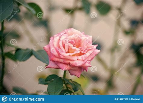 Smell The Blossom Garden Rose In Blossom Delicate Pink Rosebud On