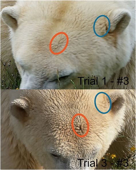 Example Of Hair Patterns Used To Identify Individual Polar Bears