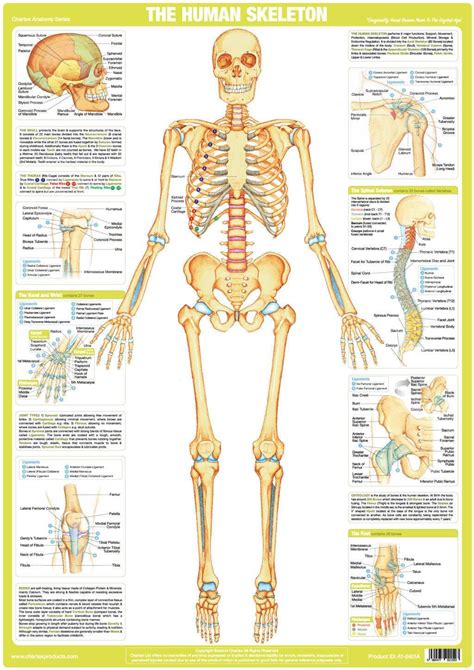 Human Bone Anatomy Chart Human Skeletal System High Resolution Stock Photography And Images