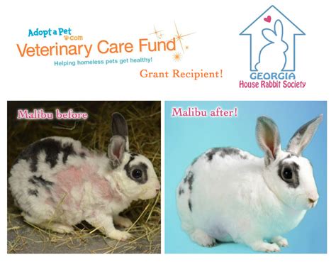 Adopt A Blog Grant Recipient Georgia House Rabbit Society