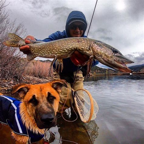 Colorado Fish Species Flyseekers