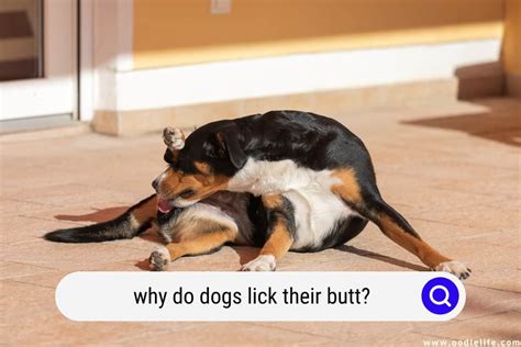 Why Do Dogs Lick Their Butt 5 Reasons Oodle Life