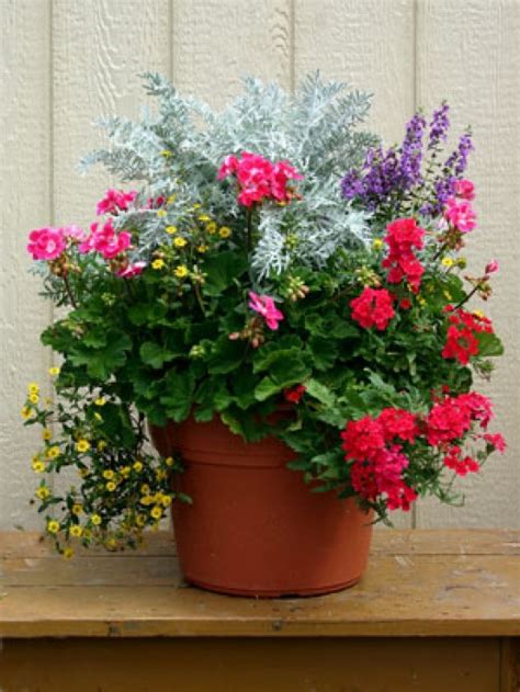 Maybe you would like to learn more about one of these? Outdoor Container Gardening: Planting a Beautiful Pot of ...