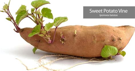 How To Care For Ornamental Sweet Potato Vine