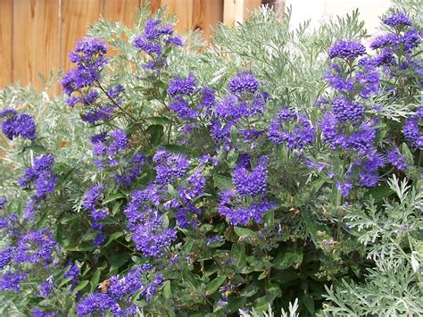 Like hydrangea, rhododendron, and lilac, spirea (or spiraea) has joined the ranks as one of the most popular flowering shrubs for the home garden. Blue Mist Spirea | Caryopteris x clandonensis Dartmouth ...