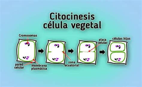 Citocinesis En Celulas Vegetales Dinami