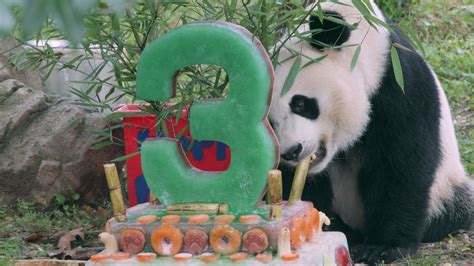 Giant Panda Bei Bei Celebrates His Third Birthday Smithsonians