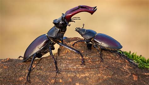 Stag Beetles Facts About The Uks Largest Beetle And Where To See It 2023