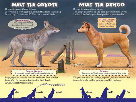 Who Would Win Coyote Vs Dingo Scholastic Canada