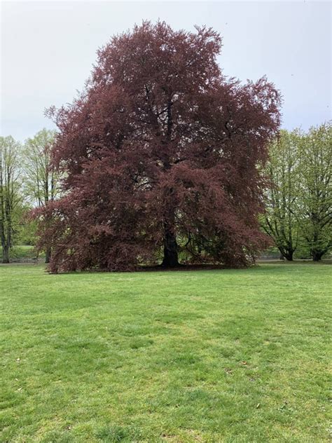 Spotted This Beautiful Copper Beech Tree In Kungsparken Malmö Gardening