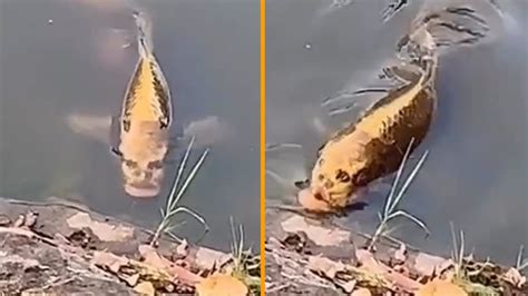 Fish Has A Human Face This Footage Is Real Youtube