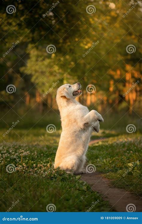 Dog On The Grass In The Park Golden Retriever In Nature Pet For A