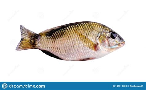Small Nile Tilapia Fish Freshwater Isolated On White Background