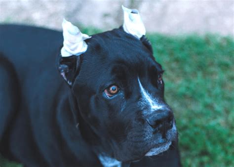 Cane Corso Ear Cropping Styles Cost And Care Dog Breeds Faq
