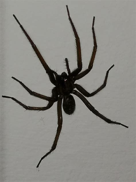 The 25 Inch Giant House Spider Eratigena Atrica Hanging Around My