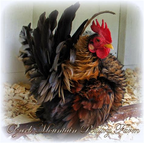 Poultry farms directory in pakistan. 'Pinecone' our famous little Frizzle Malaysian Serama Roo ...