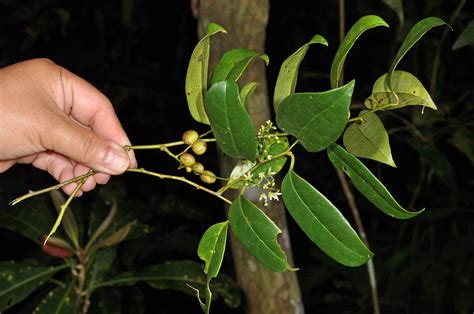 Sabia Pauciflora Sabiaceae