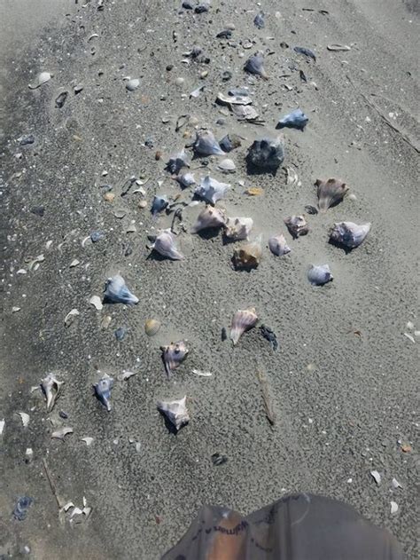 Shells On Beach In 2020 South Carolina Beaches South Carolina