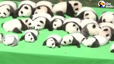 This Is The Sad Truth Behind These Baby Pandas Youtube