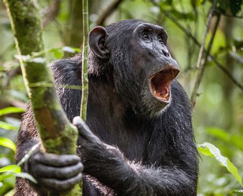 Chimpanzee Facts Habitat And Diet Britannica