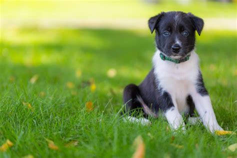 Cute Pictures Of Border Collies Popsugar Pets Photo 21