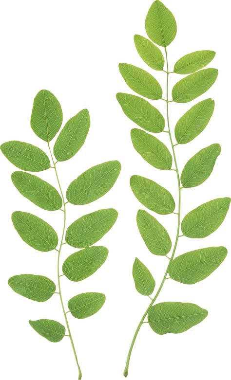 Download Green Leaves Clipart Hq Png Image Freepngimg