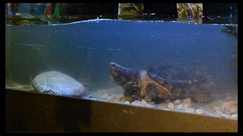 Meet Patsy Mcnasty Notebaert Nature Museums Alligator Snapping Turtle