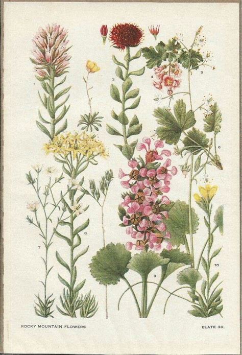 Rocky Mountain Wildflowers Wildflower Drawing Botanical Prints Wild