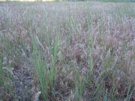 Creeping Wild Rye Plants Of Rosewood Nature Study Area · Inaturalist