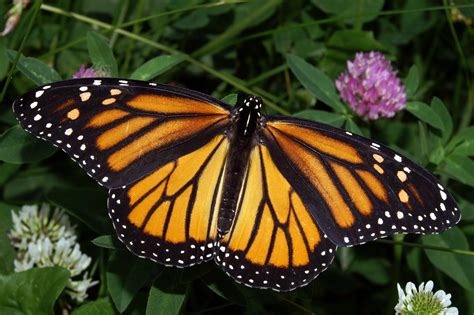 Monarch Butterfly Illinois State Insect Listed As Endangered 987 Wnns