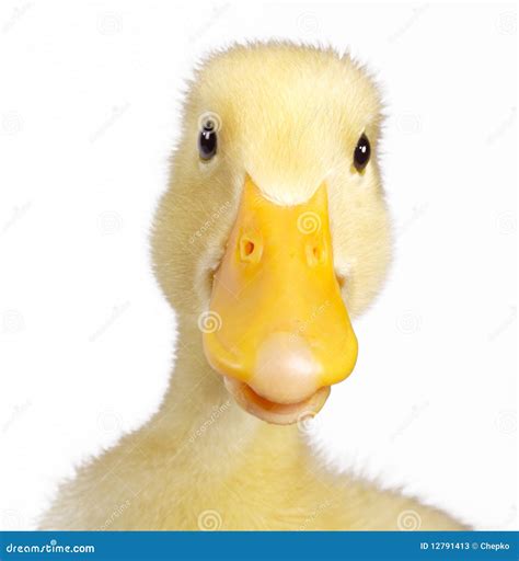 Funny Duck Stock Image Image Of Quack Young Webbed 12791413