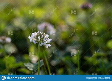 Trifolium Repens Flower Growing In Field Macro Stock Image Image Of