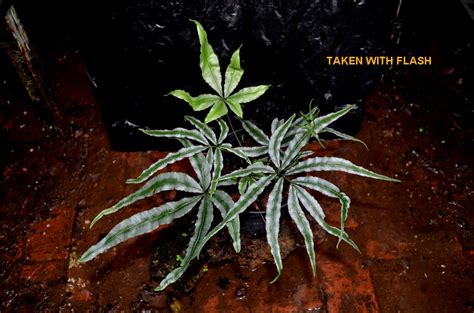 Pteris Sp Ex Thailand Rare Fern Terrarium Fern Tropical Plants