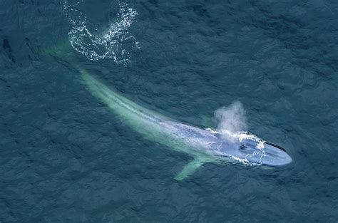 Blue Whale From Above Monterey Bay Photograph By Randy Straka