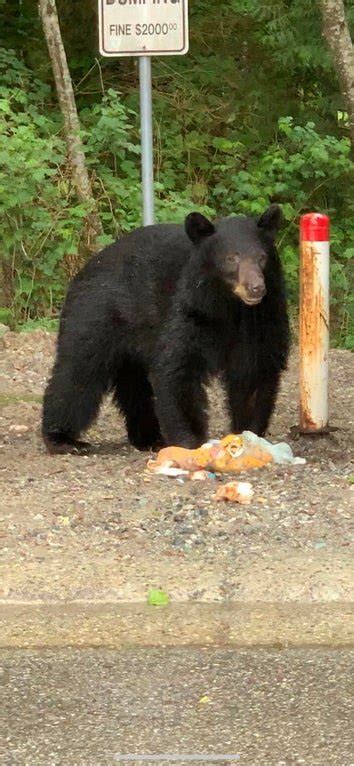 Wildlife Officials Kill Bear After Tourists Feed And Take Selfies With It