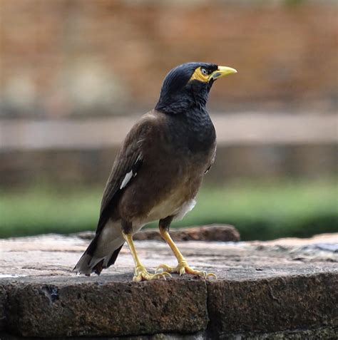 Indian Myna A Very Common Bird In Thailand Made This Picture In