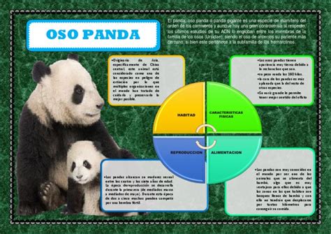Infografia Del Panda Panda Gigante Osos Prueba Gratuita De 30