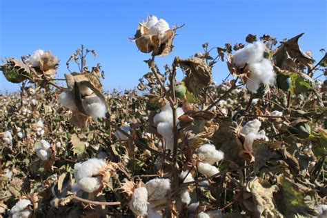 Cotton In California The Sustainable Cotton Tour Mavens Photoblog