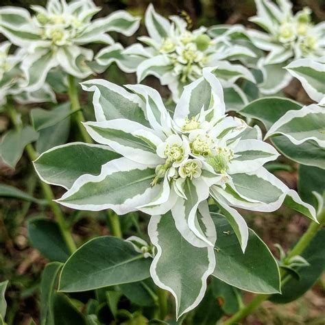 Variegated Snow On The Mountain Euphorbia Marginata 20 Seeds