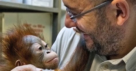 Adam And The Genome And Human Ape Genetic Similarity Evolution News